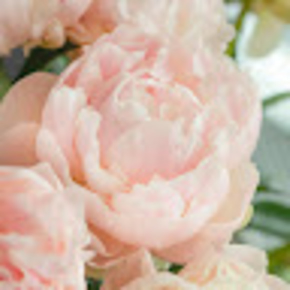 Meet your Posher, Dayna - Picture 1 of 1